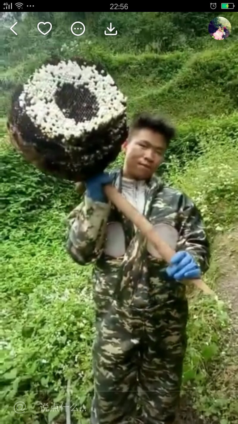 蜂王黑背黄脚胡蜂技术