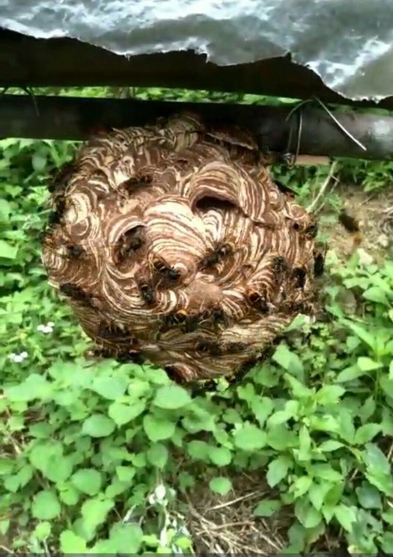 蜂王黑背黄脚胡蜂技术