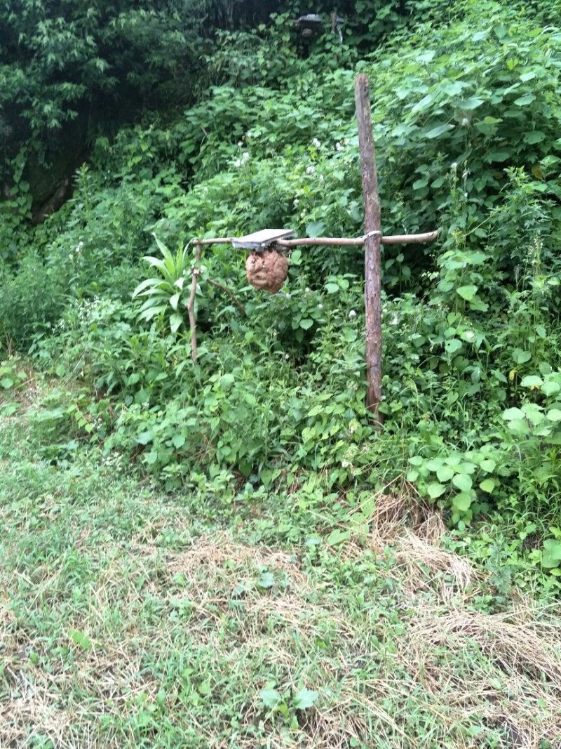 蜂王黑背黄脚胡蜂技术