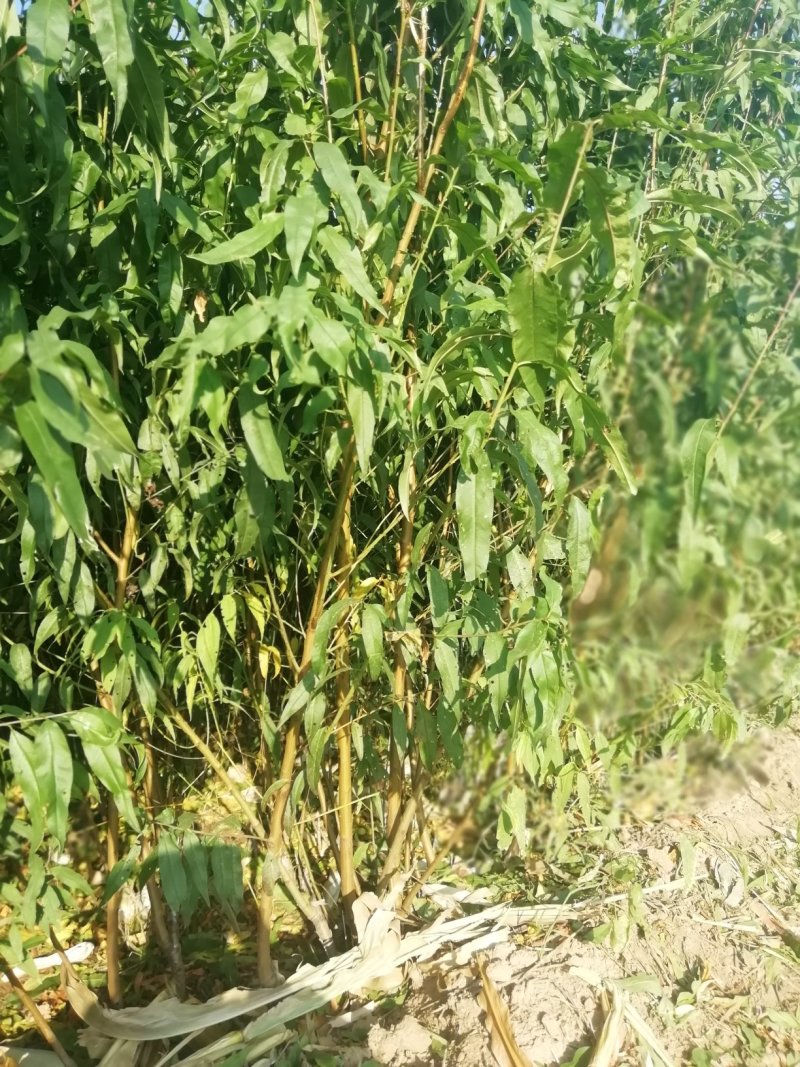 桃树成品苗