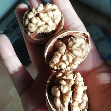 纸皮