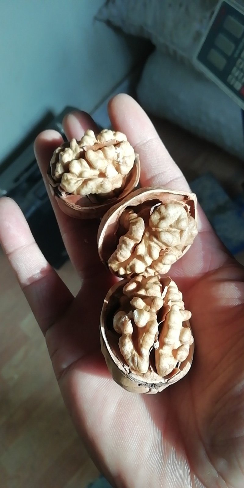 纸皮
