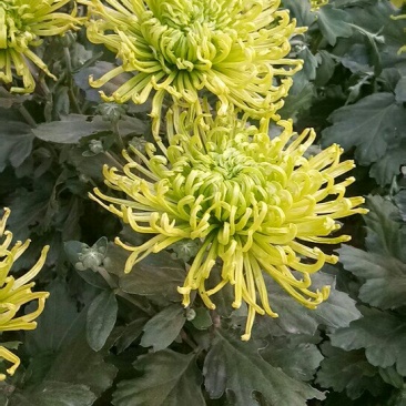 菊花