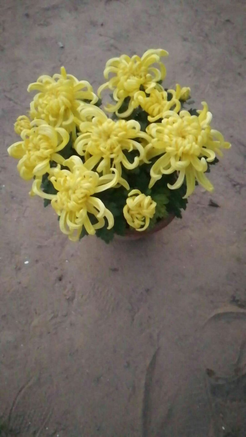 菊花