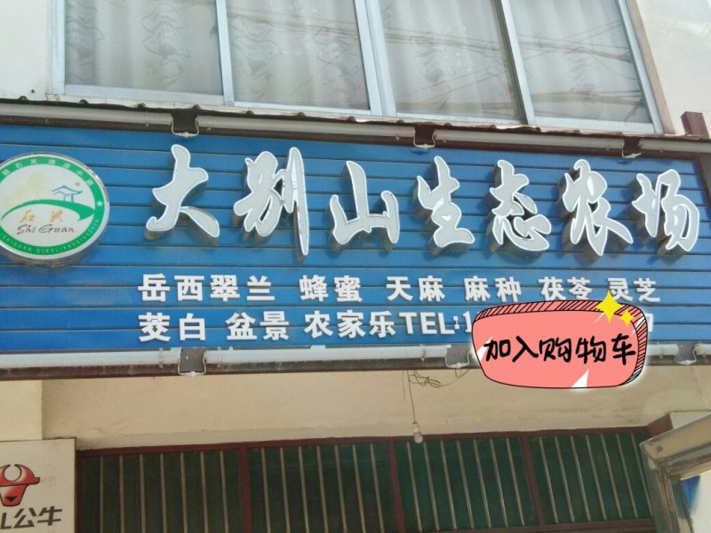 岳西高山绿茶耐泡型