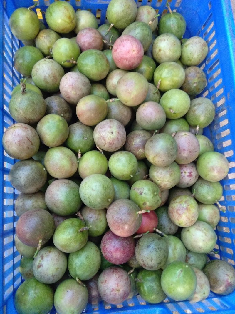 百香果苗10~20cm