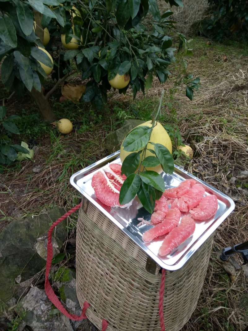 又大又甜的红肉蜜柚成熟，欢迎砸单