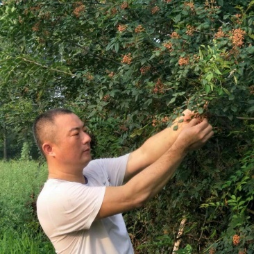 大红袍花椒苗1~2年苗当年结果九叶青花椒苗