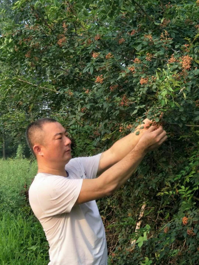 大红袍花椒苗1~2年苗当年结果九叶青花椒苗