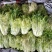黄心苦菊黄九芽