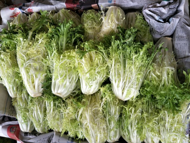 黄心苦菊黄九芽