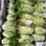 黄心苦菊黄九芽