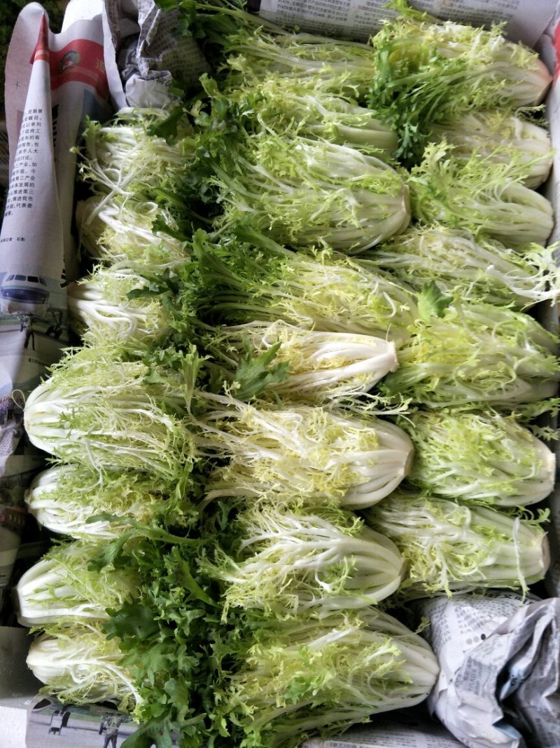 黄心苦菊黄九芽