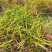 无尾糯米稻草