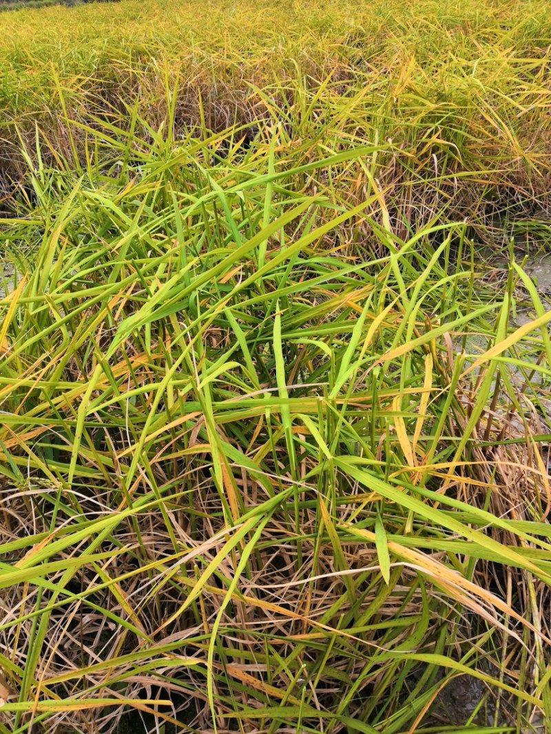 无尾糯米稻草