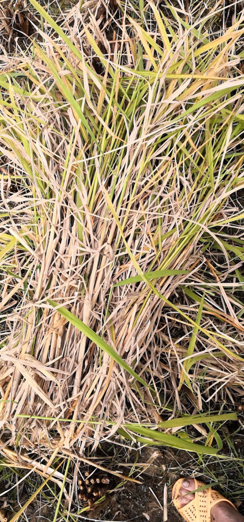 无尾糯米稻草