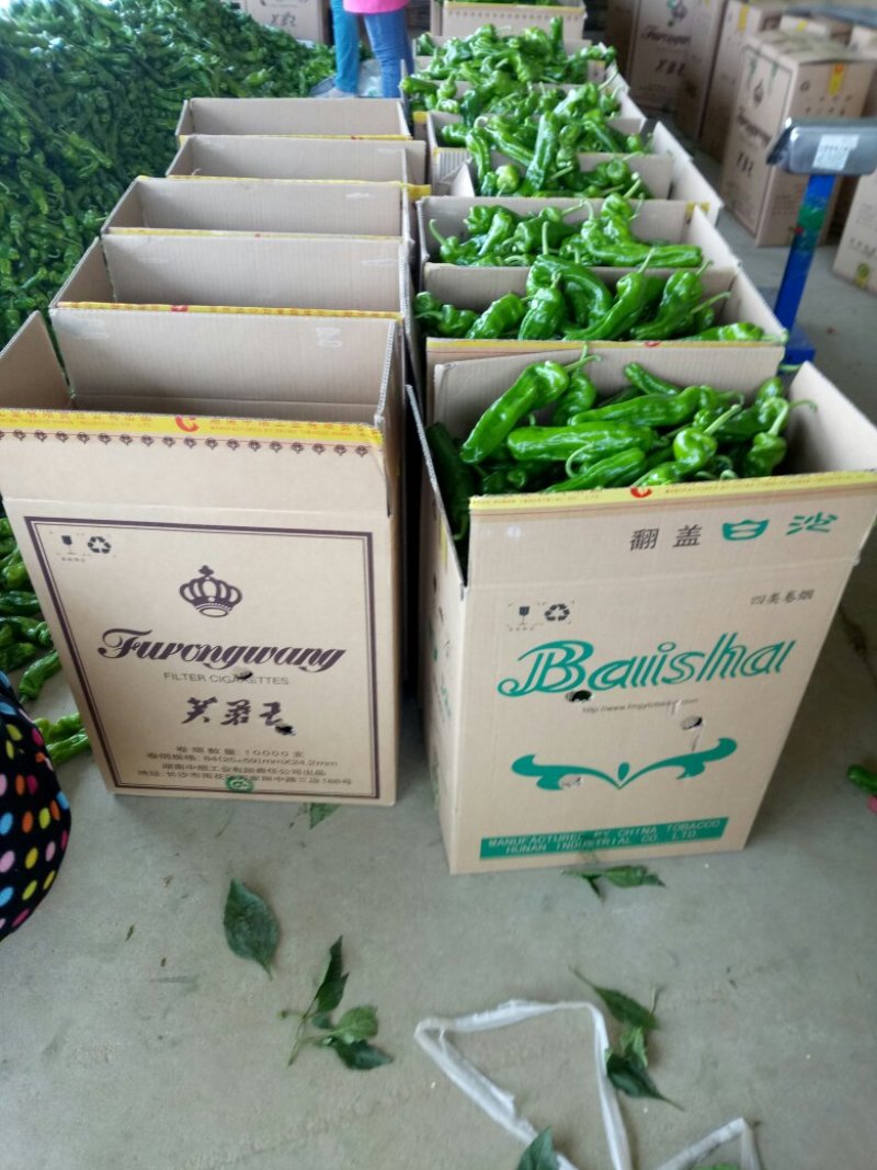 鲜辣椒芜湖椒（薄皮椒），产地直供，量大、合作共赢。