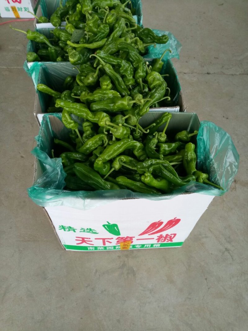 薄皮椒鲜辣椒，芜湖椒，大量上市，欢迎客户光临，合作共赢。