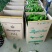 鲜辣椒薄皮椒，芜湖椒，大棚种植、诚信经营、全国走货。