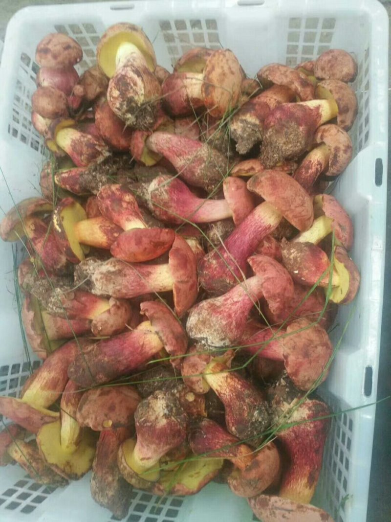 供应云南天然野生红葱菌鲜品！冻品！干品！