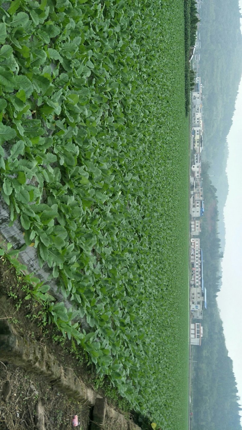 板叶、花叶厚皮精品白萝卜