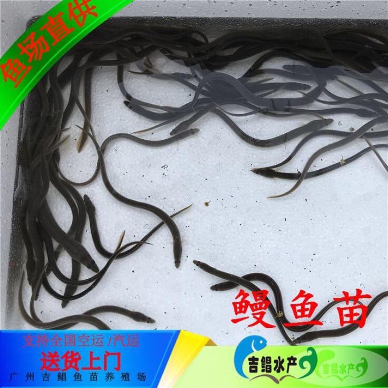 白鳗鱼苗