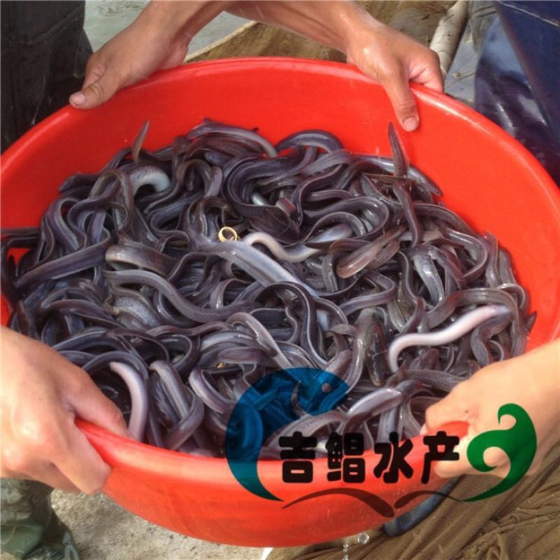 白鳗鱼苗
