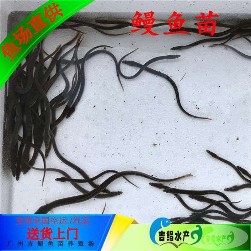 白鳗鱼苗