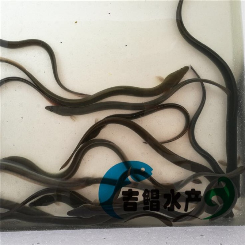 白鳗鱼苗