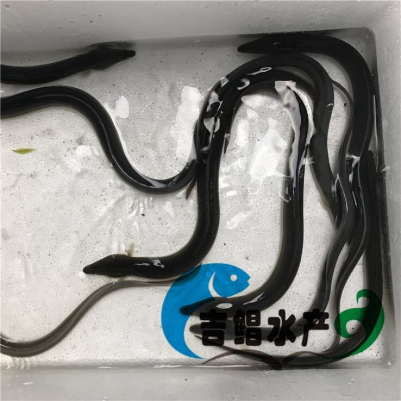 白鳗鱼苗