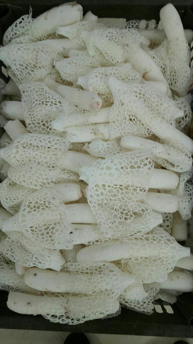 竹荪，火锅最佳拍档，润肺
