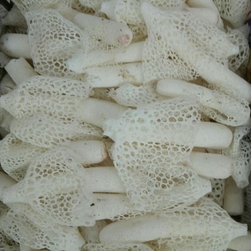 竹荪，火锅最佳拍档，润肺