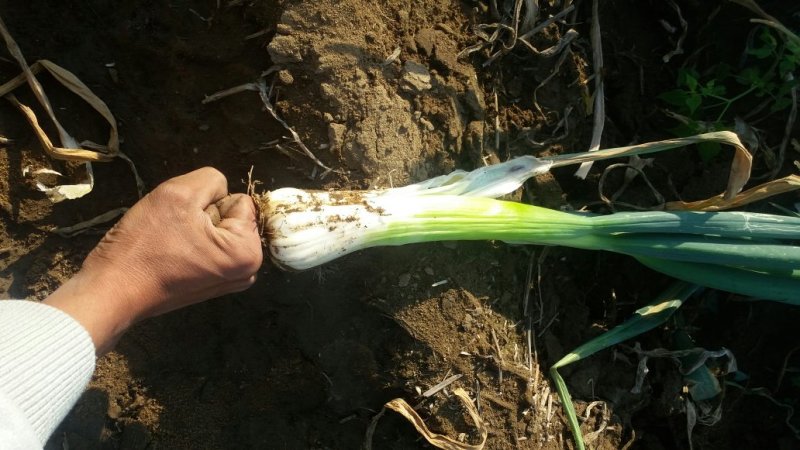 鸡腿大葱35---40,3cm左右毛葱，鲜货上市基地发货