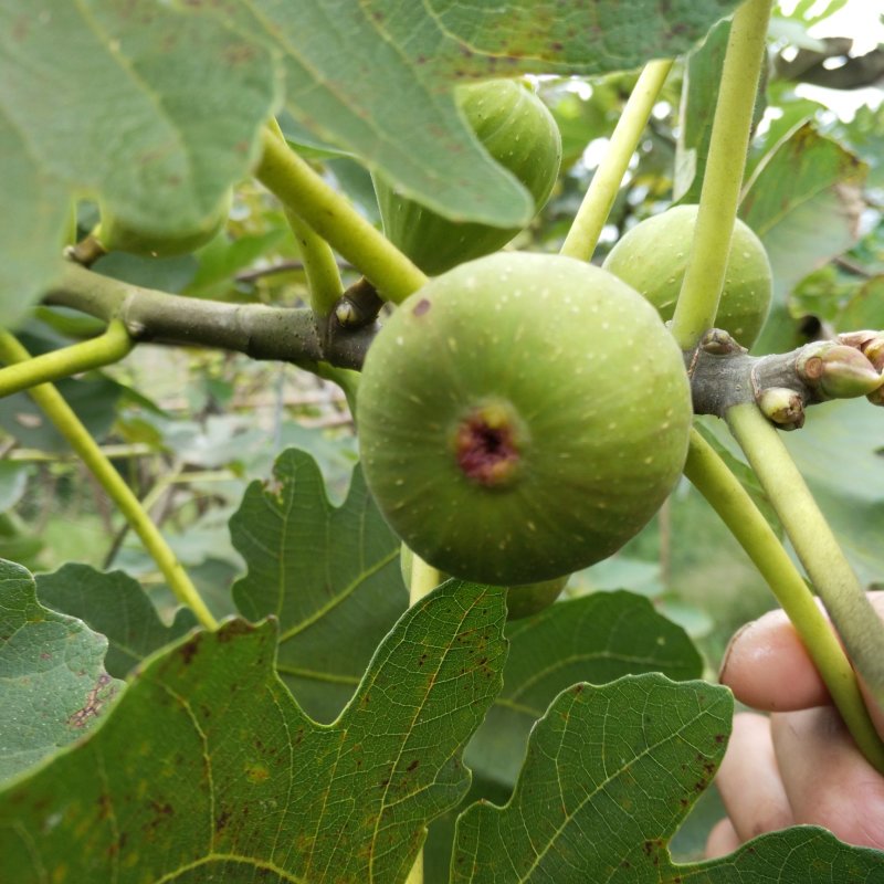 大量出售无花果青果