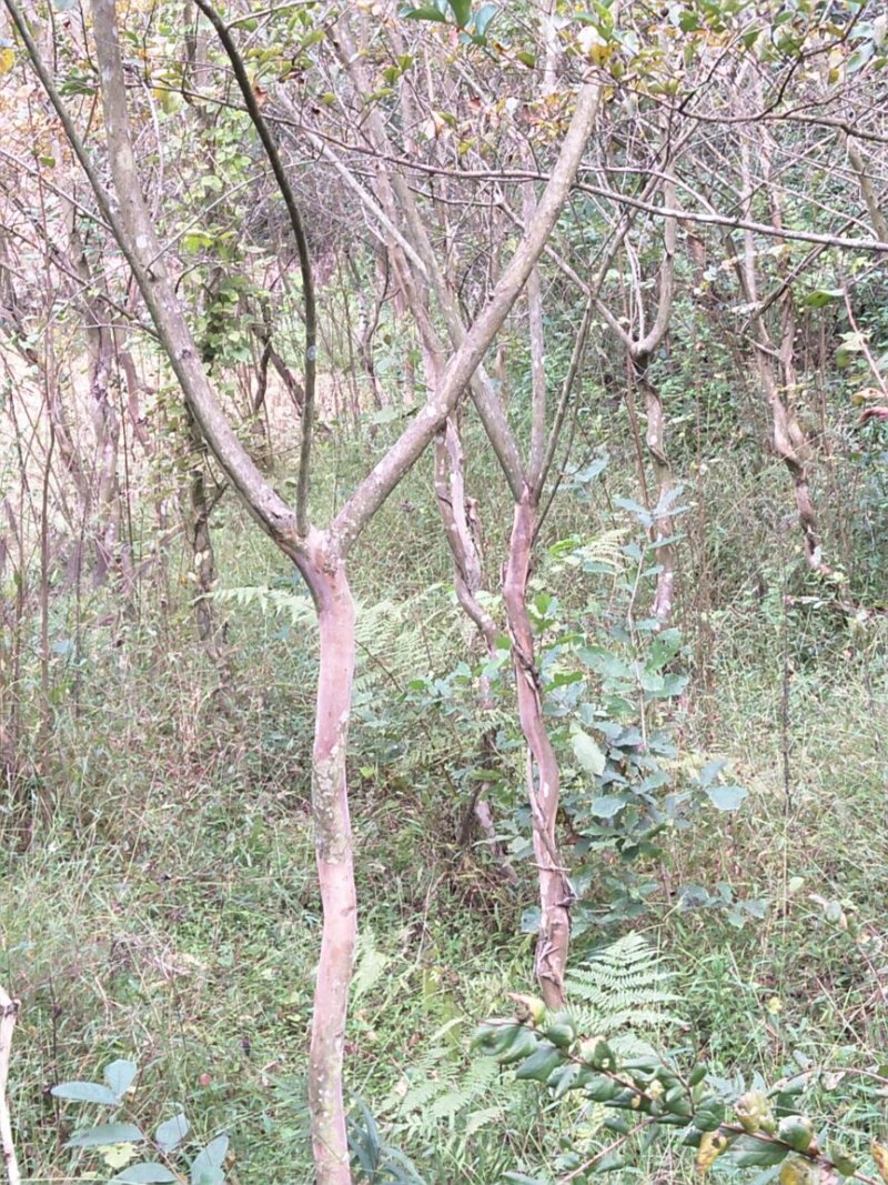 红花紫薇