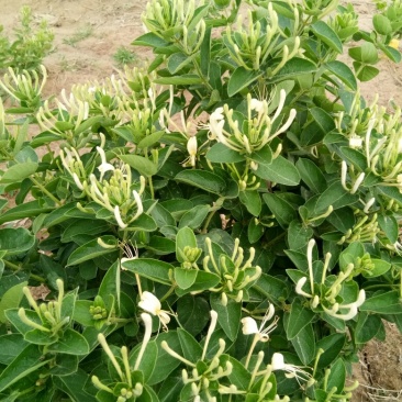 四季金银花苗，抗病强，免费提供技术，适应范围广。