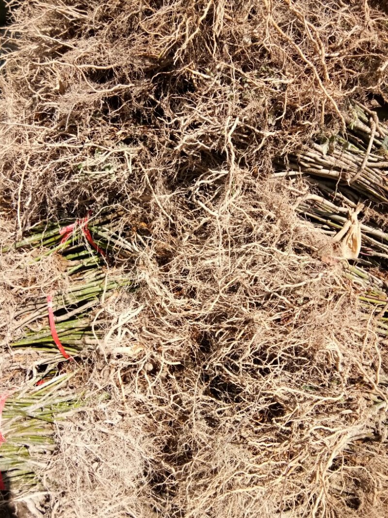 钩藤苗双钩藤优质移栽苗，量大议价