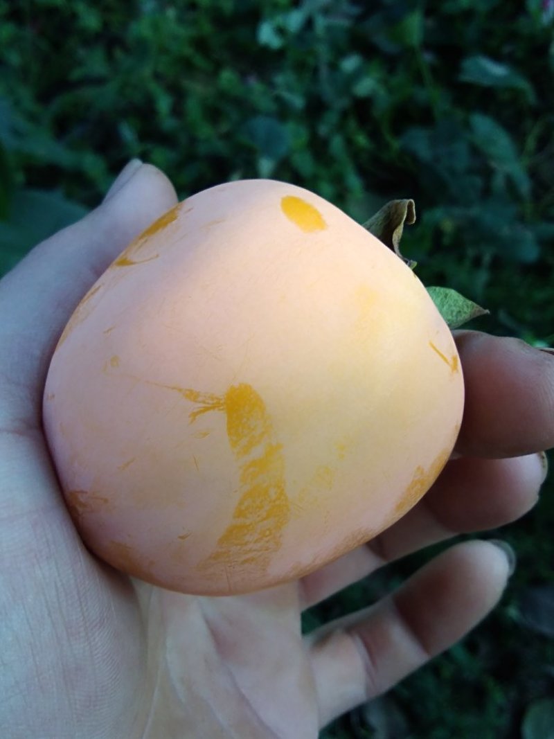 牛心柿饼