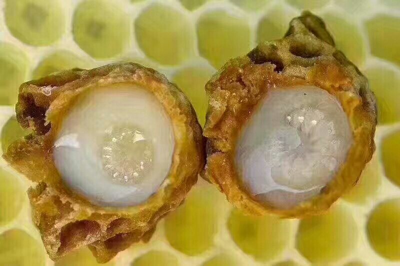 供应鲜品蜂皇浆