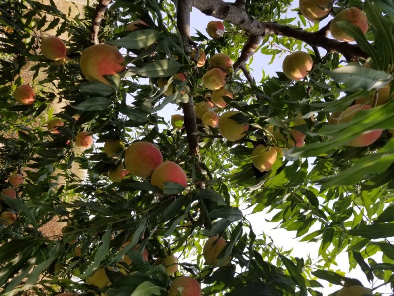 中华寿桃苗木批发销售采摘观光旅游，迎霜红品种，叶森蜜桃