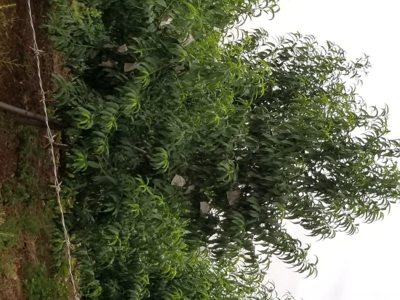 中华寿桃苗木批发销售采摘观光旅游，迎霜红品种，叶森蜜桃