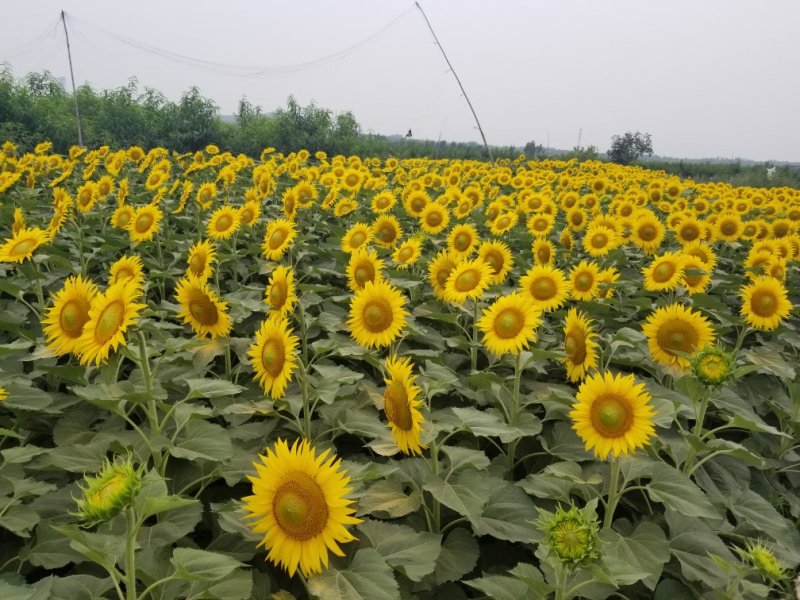 中华寿桃苗木批发销售采摘观光旅游，迎霜红品种，叶森蜜桃