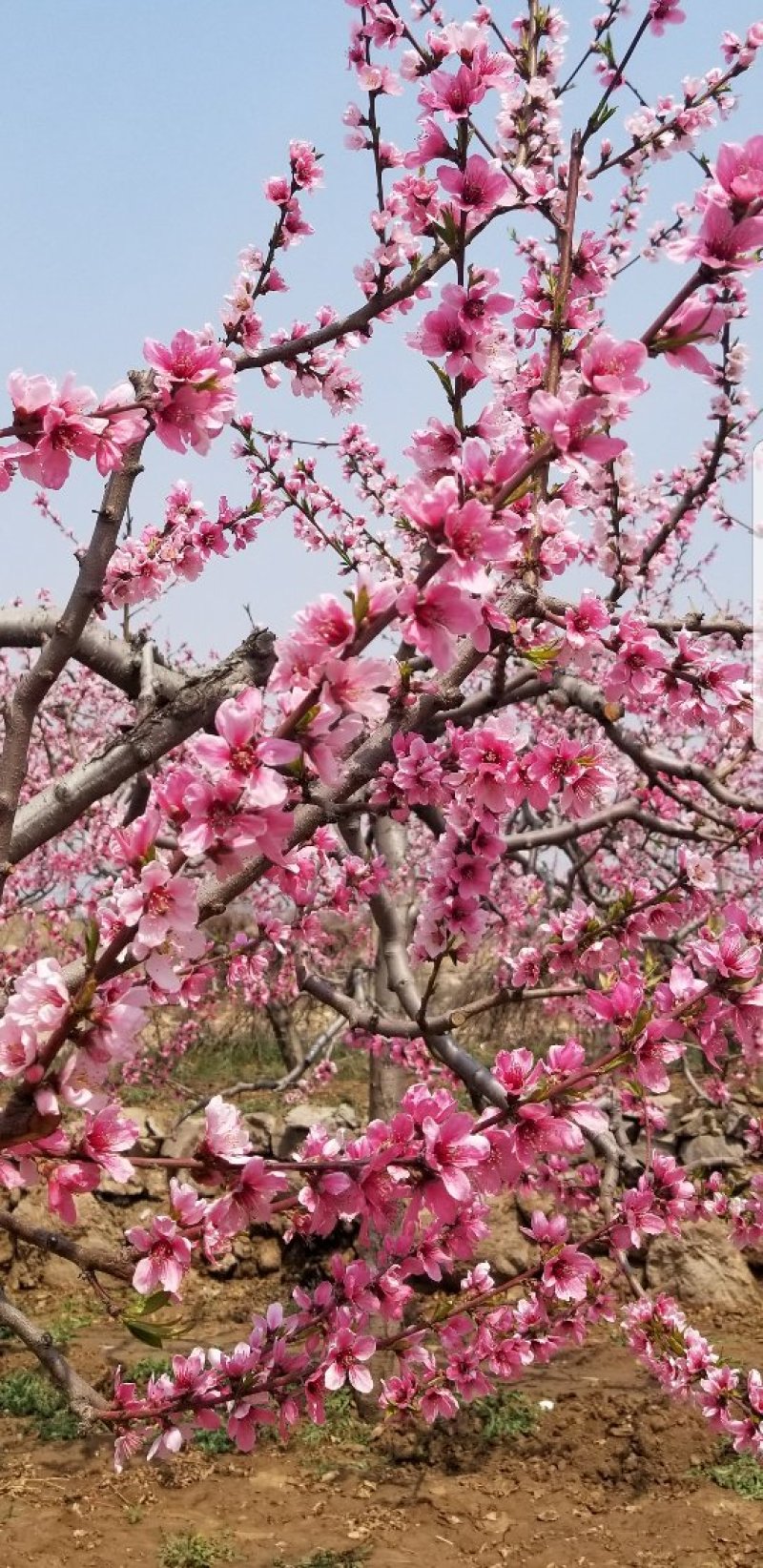中华寿桃苗木批发销售采摘观光旅游，迎霜红品种，叶森蜜桃