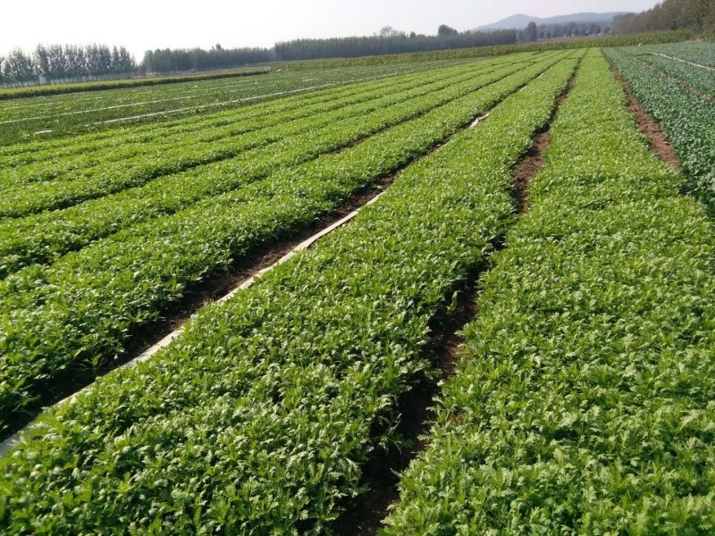 茼蒿2亩，1元散货上车，500斤起