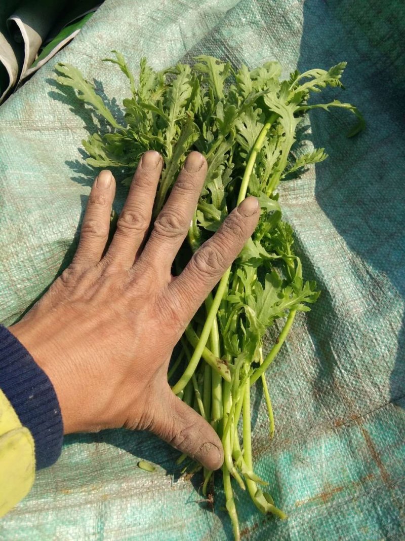 茼蒿2亩，1元散货上车，500斤起
