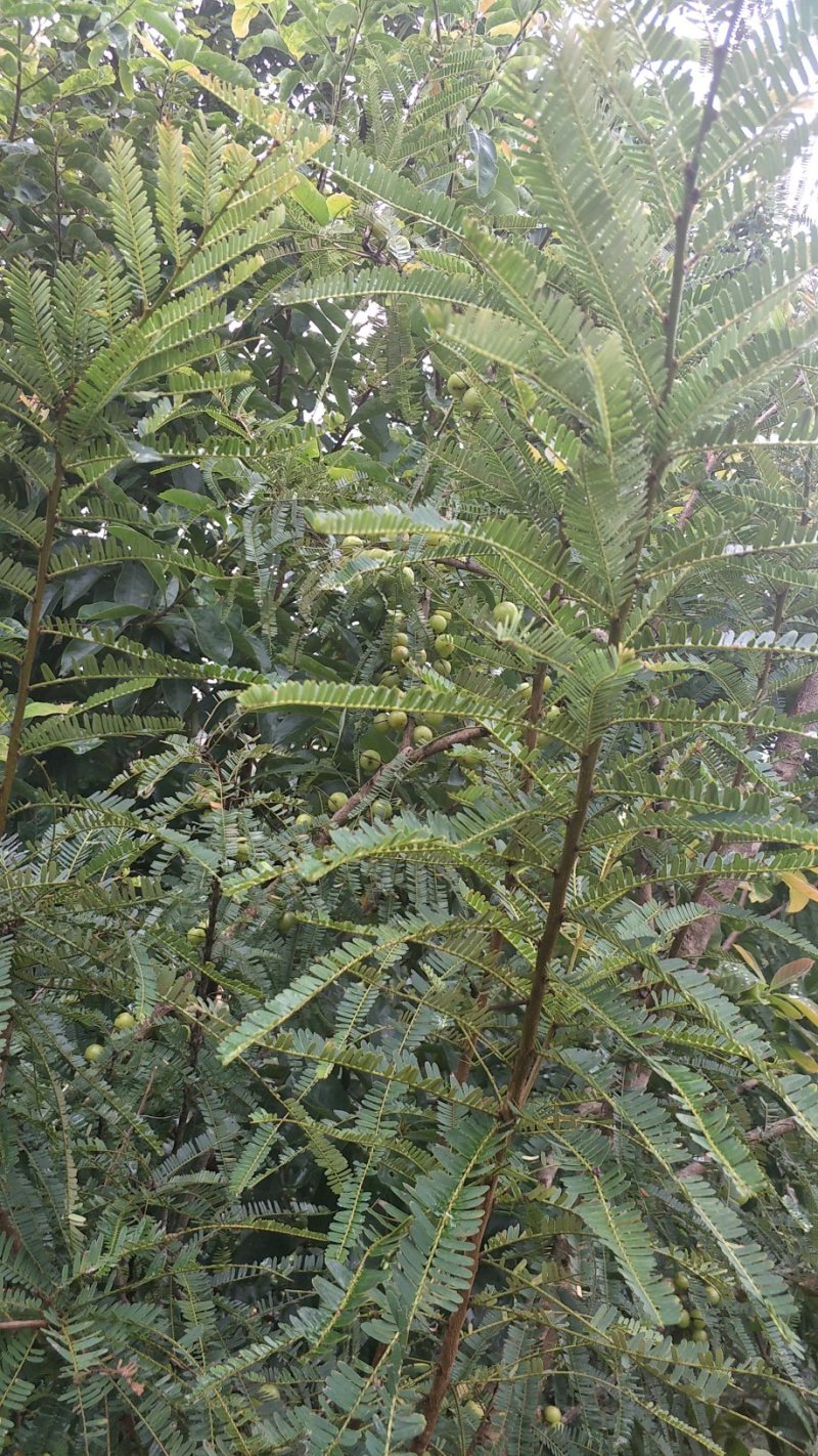 滇橄榄