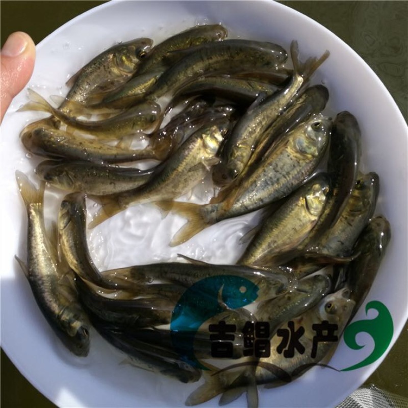 鳙鱼苗大头鱼苗