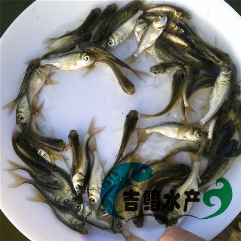 鳙鱼苗大头鱼苗