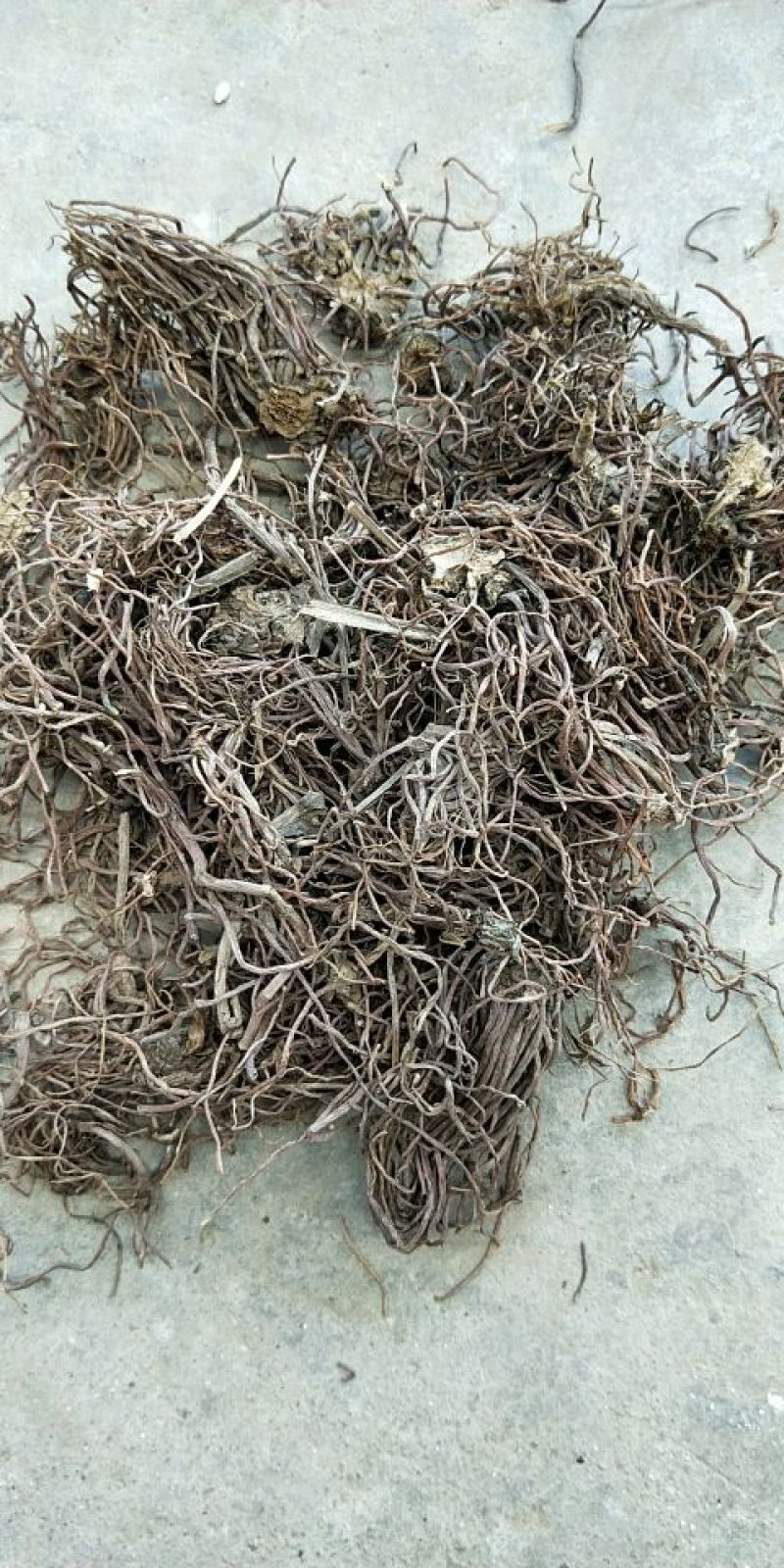 提供种苗、采购白芷、知母、丹参鲜货