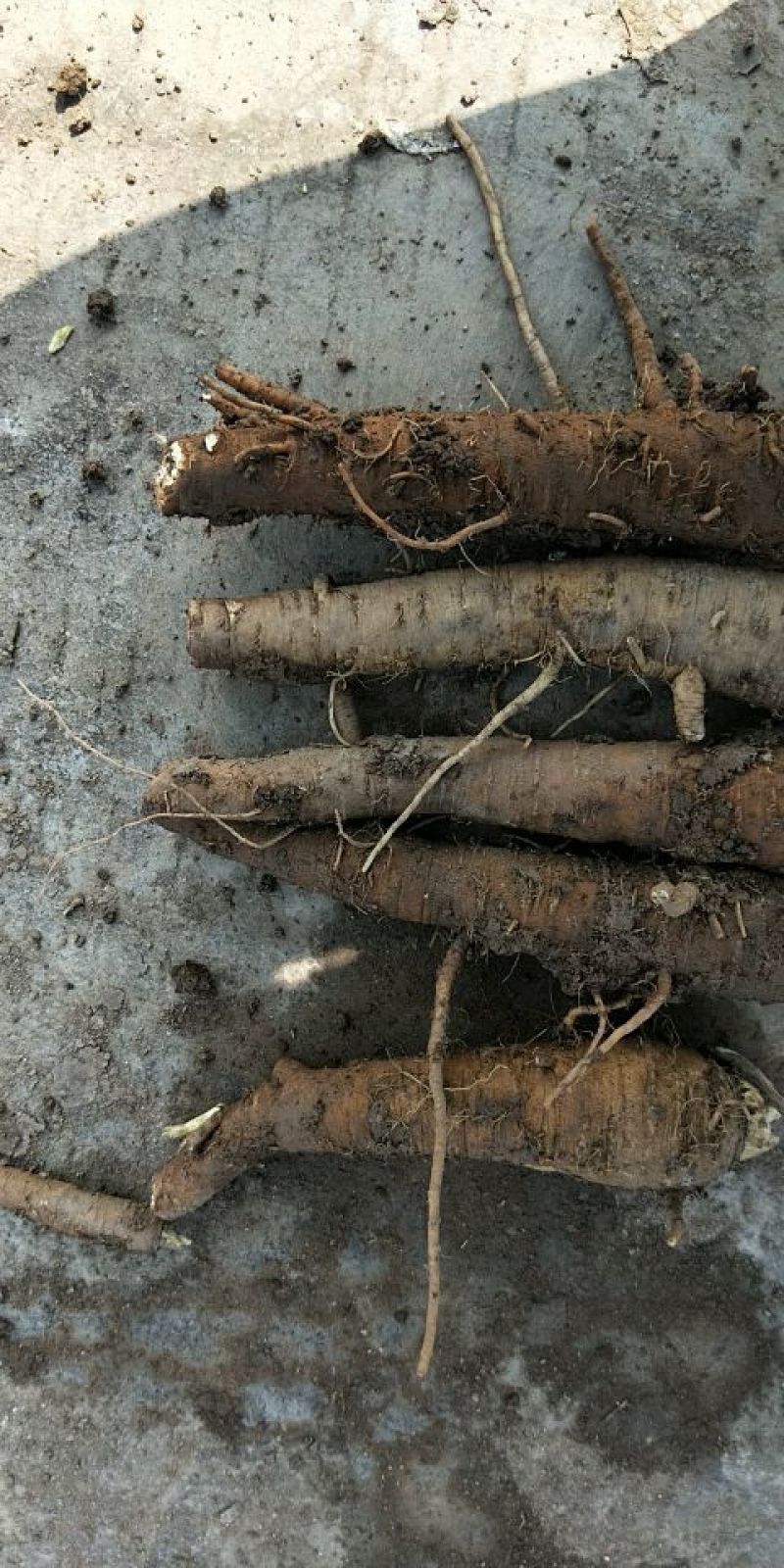 中药材种植专用合作社